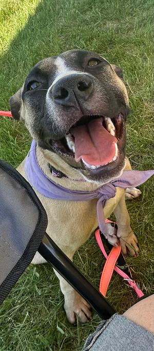 Riley, Rhodesian Ridgeback / Pharaoh Hound, young, available for adoption