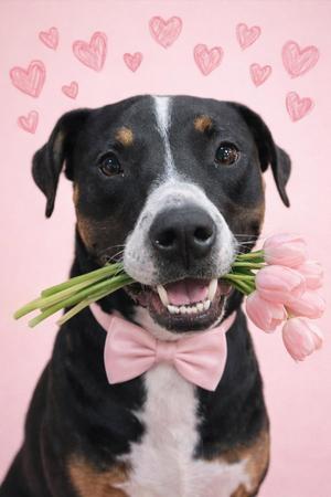 Sunny, American Bulldog / American Pit Bull Terrier, adult, available for adoption