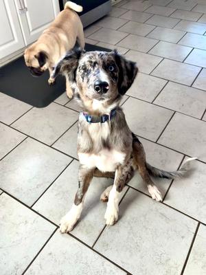 Cloud, Australian Shepherd, puppy, available for adoption