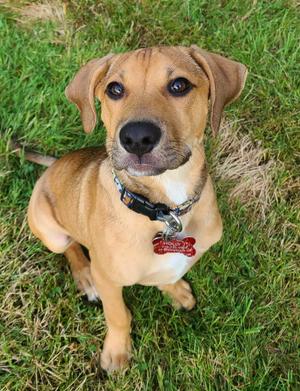 Jasper, Beagle, young, available for adoption