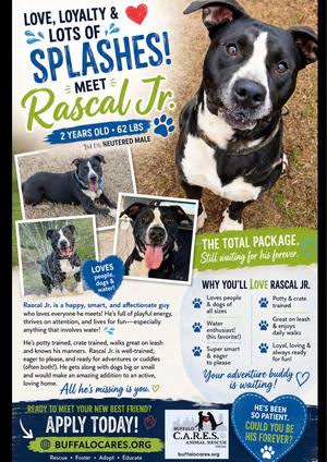 Rascal Jr., American Staffordshire Terrier, adult, available for adoption