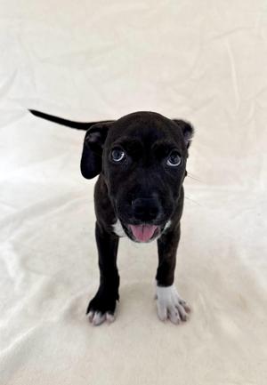 Sprinkles, Terrier / American Staffordshire Terrier, young, available for adoption
