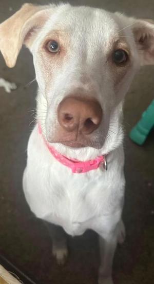 Willow, Labrador Retriever, adult, available for adoption