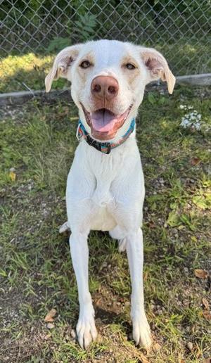 Willow, Labrador Retriever, adult, available for adoption
