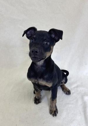 Dillion, American Bully, young, available for adoption