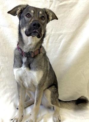 Penny, German Shepherd Dog, adult, available for adoption