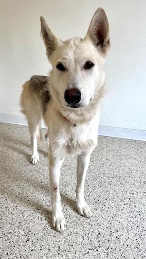 A white dog with pointed ears and a black nose standing on a speckled floor.
