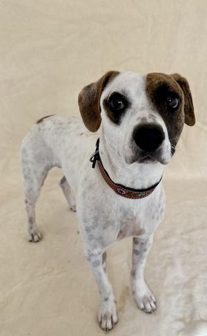 Patches, Retriever / Terrier, adult, available for adoption