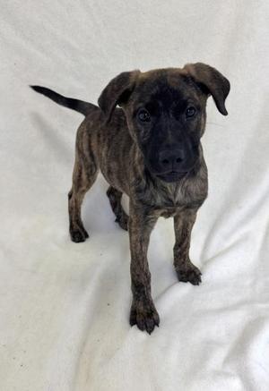 Dumpling, American Bully, young, available for adoption