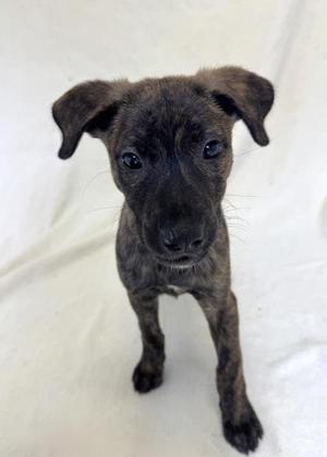 Denny, American Bully, young, available for adoption