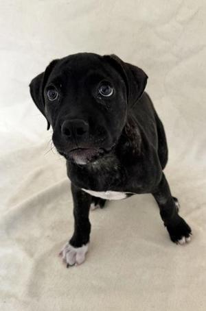 Sebastian, Terrier / American Staffordshire Terrier, young, available for adoption