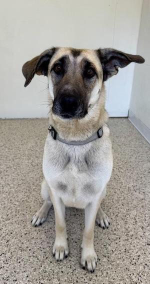A light-colored dog with floppy ears and a black nose is sitting on a speckled floor, wearing a collar.