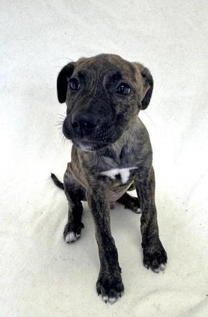 Donnie, American Bully, young, available for adoption