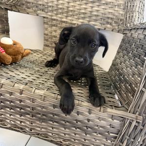 Alice, Mixed Breed (Small), available for adoption