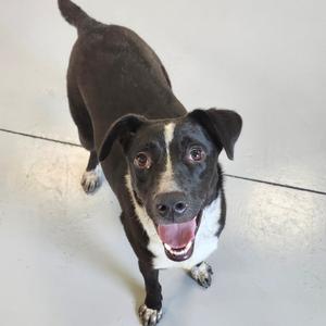 A black and white dog standing on a light floor, looking up at the camera with an open mouth.