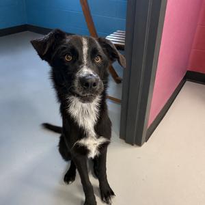 Justice, Mixed Breed (Medium), young, available for adoption