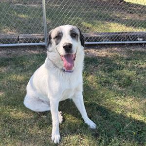 A white dog with black spots sitting on grass, smiling with its tongue out, in front of a chain-link fence.
