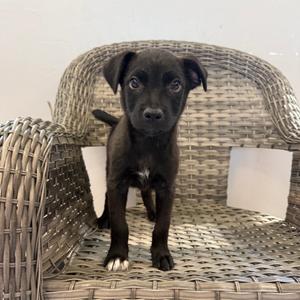 A small, black puppy with white paws standing on a wicker chair.