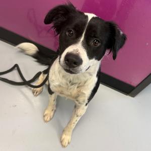 Joey, Mixed Breed (Medium), young, available for adoption