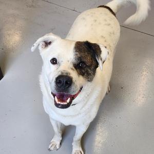 A happy white dog with a brown patch over one eye, looking up at the camera.