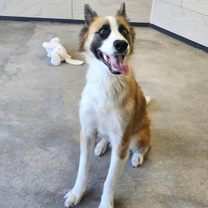 A happy dog sitting on a concrete floor with a white stuffed toy in the background.