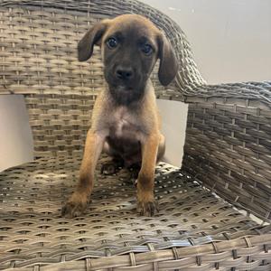 A brown puppy with a dark mask sitting on a woven wicker chair.
