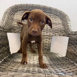 Tiger, Mixed Breed (Small), available for adoption