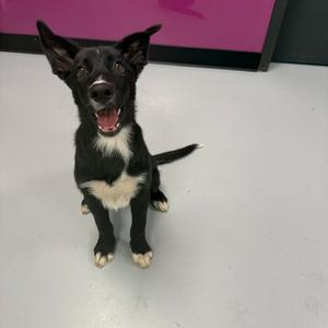 a black and white dog with its mouth open, sitting on a white floor