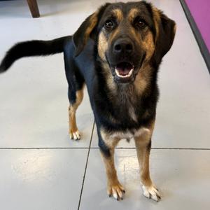 Lilly, Mixed Breed (Medium), young, available for adoption