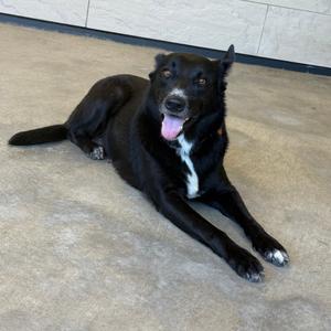 Holly, Mixed Breed (Medium), adult, available for adoption