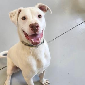 A happy white dog with a brown spot on its nose sitting on a gray floor.