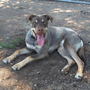 A brown and grey dog with blue eyes laying on the dirt with its tongue sticking out.