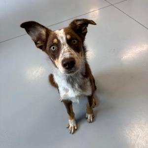A brown and white dog with large ears sitting on a gray floor, looking up at the camera.