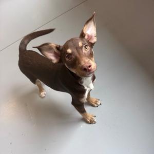 A small brown and white dog with large ears standing on a gray floor, looking up at the camera.