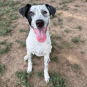 A black and white spotted dog with its tongue out, sitting on a dirt ground with patches of grass.