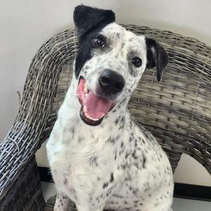 Oakley, Mixed Breed (Medium), available for adoption