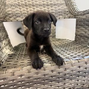 Oliver, Mixed Breed (Small), available for adoption