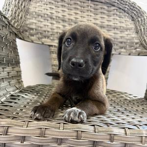 Cindy, Mixed Breed (Small), available for adoption