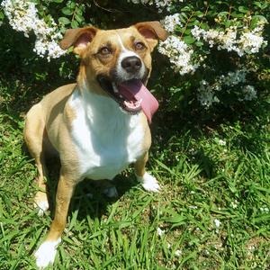 Bella, Mixed Breed (Medium), young, available for adoption