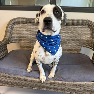 Diesel, Mixed Breed (Medium), young, available for adoption