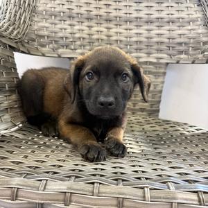 Bobby, Mixed Breed (Small), available for adoption