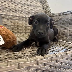 Jan, Mixed Breed (Small), available for adoption