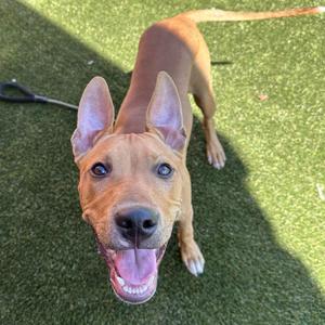 A happy brown dog with perked ears and a wide smile, standing on green artificial grass.