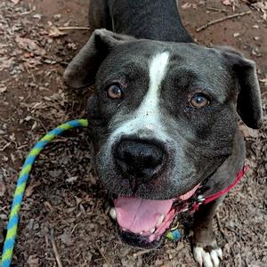 Beauty, Mixed Breed, adult, available for adoption