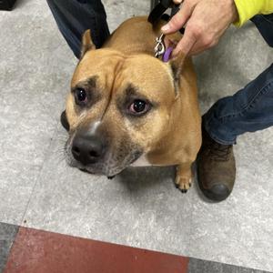 Belly Perez, American Bully, adult, available for adoption