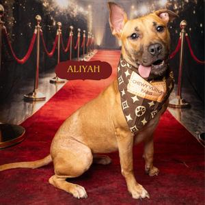 Aliyah, Mixed Breed, adult, available for adoption