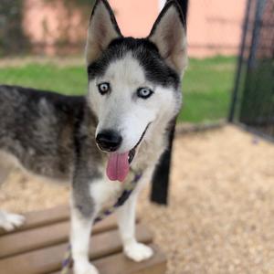 Aurora, Husky, adult, available for adoption