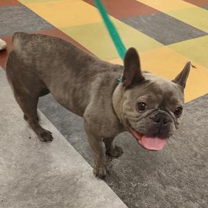 A gray French bulldog standing on a tiled floor, wearing a green leash and looking up with its tongue out.
