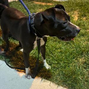 Alba, Mixed Breed, adult, available for adoption