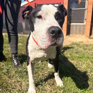 Adam, Mixed Breed, senior, available for adoption